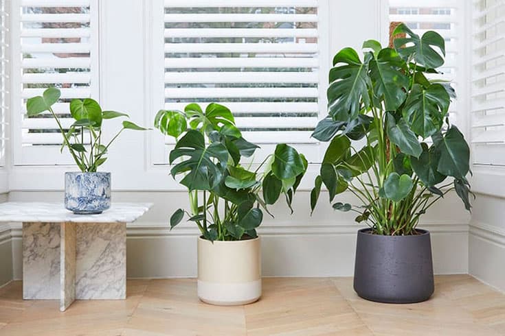 Patch Plants-banner-image