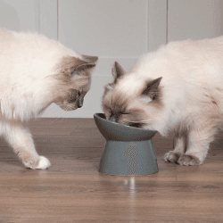 Image showing the Classic Cat Bowl, D12cm, Grey product.