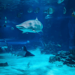 Image showing the Family Day Out at the Aquarium £50 product.