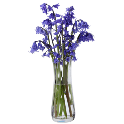 Image showing the Florabundance Bluebell vase, H18.5cm, Clear product.