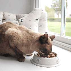 Image showing the Purrfect! Cat bowl, Dia15 x H3.5cm product.
