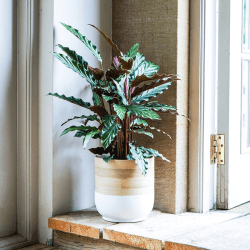 Image showing the Bamboo Planter, H20 x W28 x D28cm, White product.