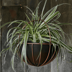 Image showing the Kensington Indoor Hanging Planter, H34 x D30cm, Copper product.