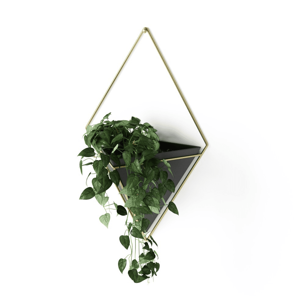 Trigg Set of 2 wall vessels, Black/Brass