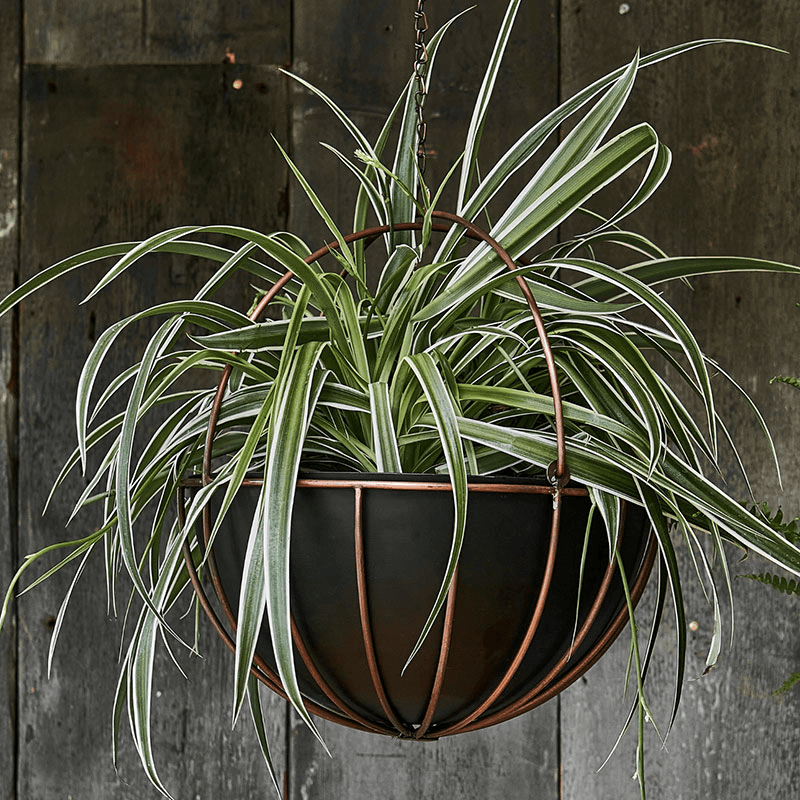 Kensington Indoor Hanging Planter, H34 x D30cm, Copper
