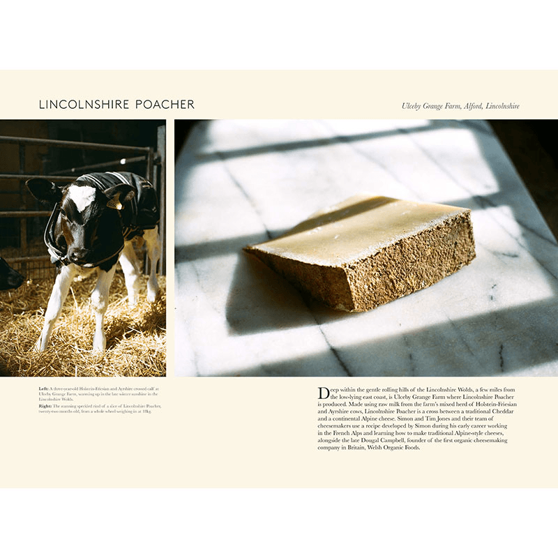 Angus D. Birditt Portrait Of British Cheese