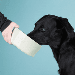 Image showing the Icon Dog Bowl, D19cm, Cream product.