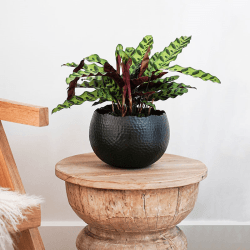 Image showing the Hammered Bowl planter, H21 x W30 x D30cm, Black/Copper product.