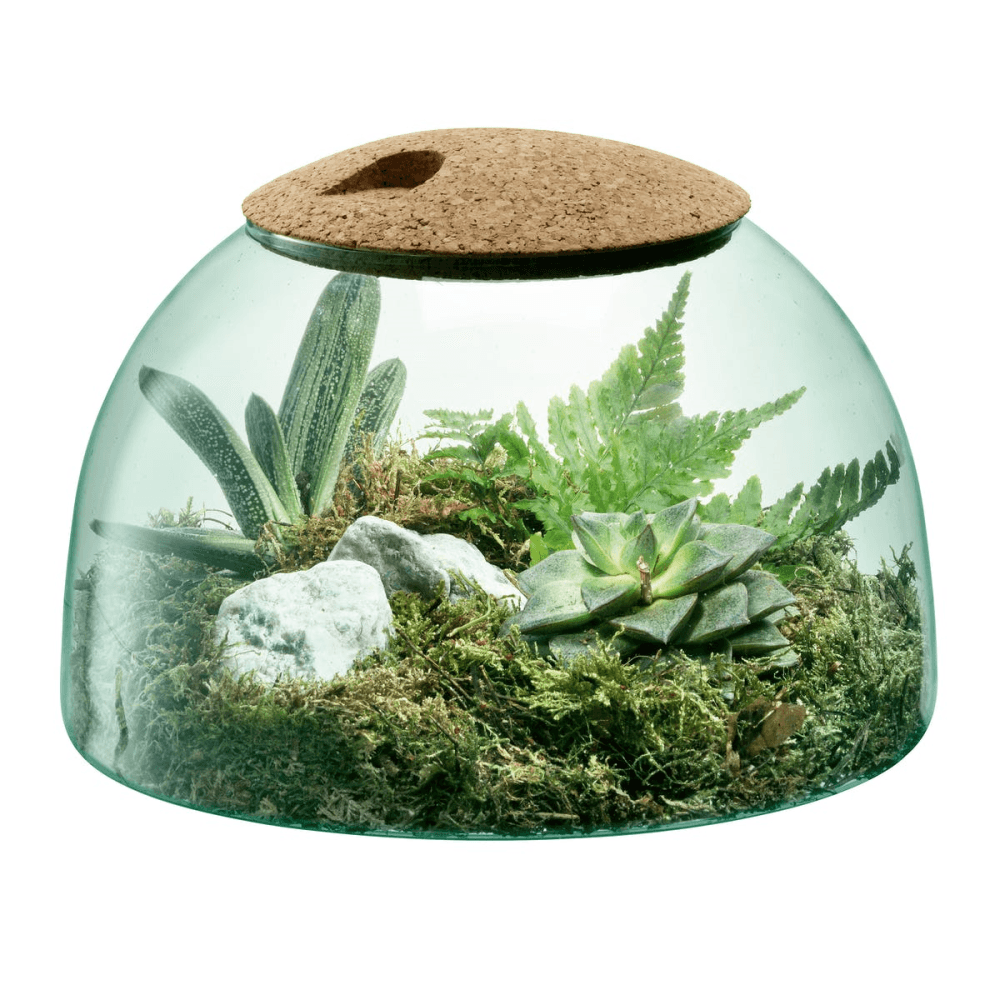 Canopy Garden terrarium, H16.5 x W24cm, recycled glass and cork