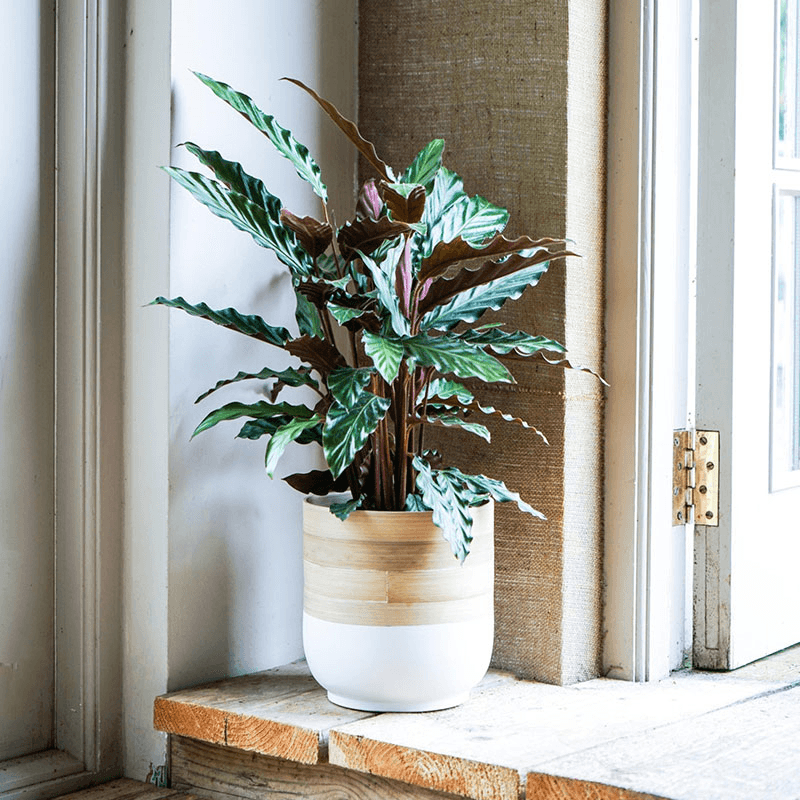 Bamboo Planter, H20 x W28 x D28cm, White