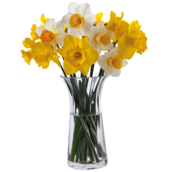 Image showing the Florabundance Daffodil vase, H22.5cm, Clear product.