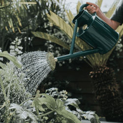 Image showing the The Bearwood Brook Outdoor Watering Can, 2 Gallon, Green product.