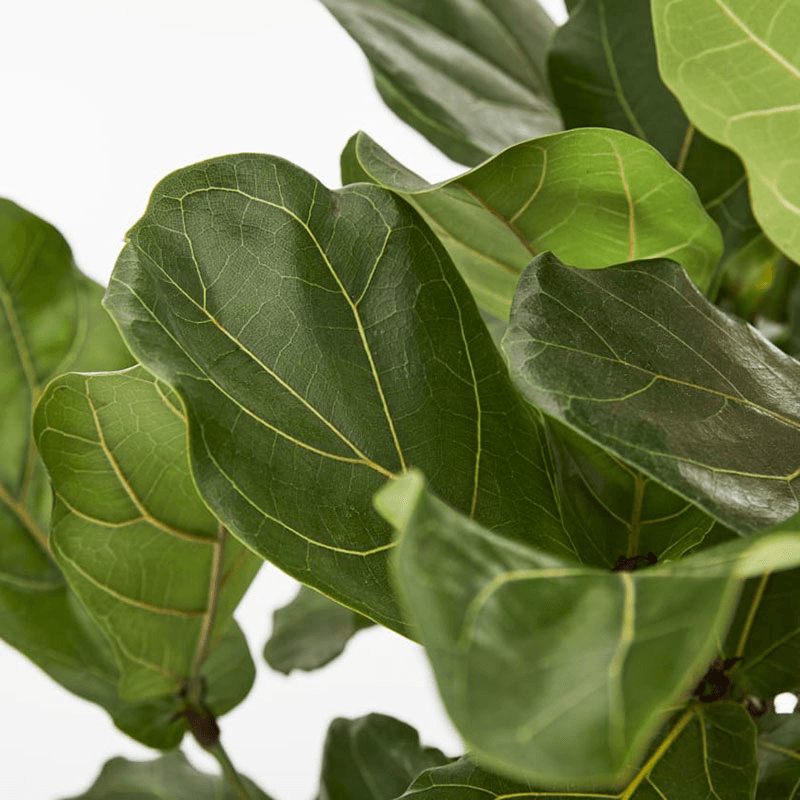 Fidel the fiddle-leaf fig tree with charcoal clay pot, 38 x 170cm