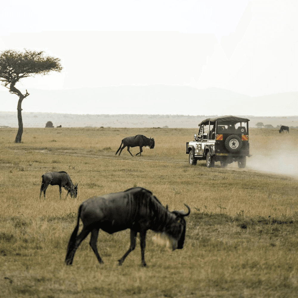Wild Safari £100