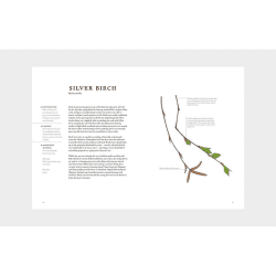 Image showing the Forage: Wild Plants to Gather and Eat Liz Knight product.