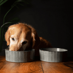 Image showing the Reactive Glaze Dog Bowl, D19cm, Pinstripe product.