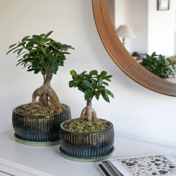 Image showing the Bonsai Set of 2 Reactive Glaze Planters, Green product.