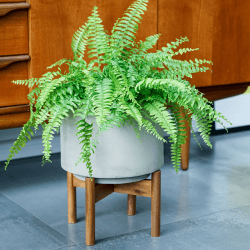 Image showing the Vigo Planter with stand, D28cm, Concrete Grey product.