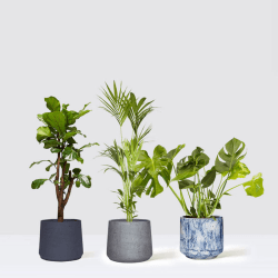 Image showing the Chaz, Fidel and Big Ken large plants and pots set, 21 x 80cm product.