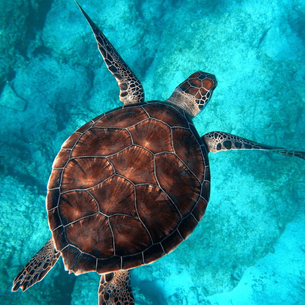 Honeymoon Snorkelling Experience for Two £50