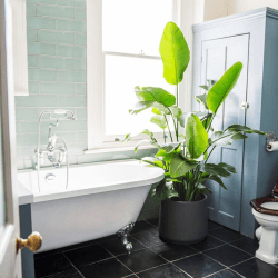 Image showing the Nicolau the strelitzia nicolai with grey clay pot, 38 x 160cm product.