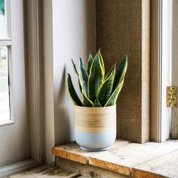 Image showing the Bamboo Planter, H20 x W23 x D23cm, Grey product.