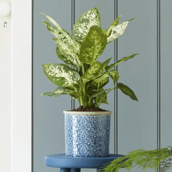 Image showing the Porto Indoor Plant Pot, Dark Blue, Dark Blue product.