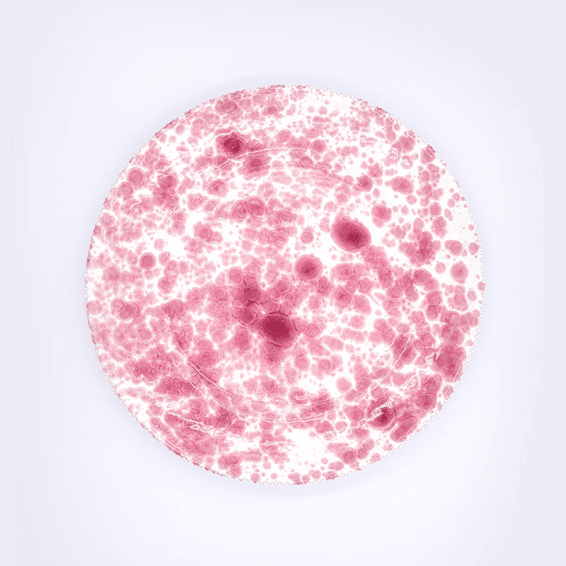 Splatter Side Plate, D21cm, Cranberry