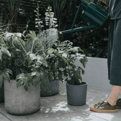 Image showing the The Bearwood Brook Outdoor Watering Can, 1 Gallon, Green product.