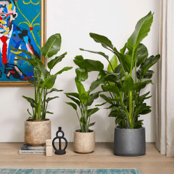 Image showing the Nicolau the strelitzia nicolai with grey clay pot, 38 x 160cm product.