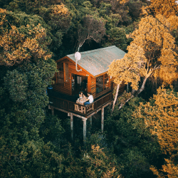 Image showing the Tree House stay in New Forest £100 product.