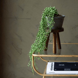 Image showing the Faux String of Pearls Plant in Pot, Green/Grey product.