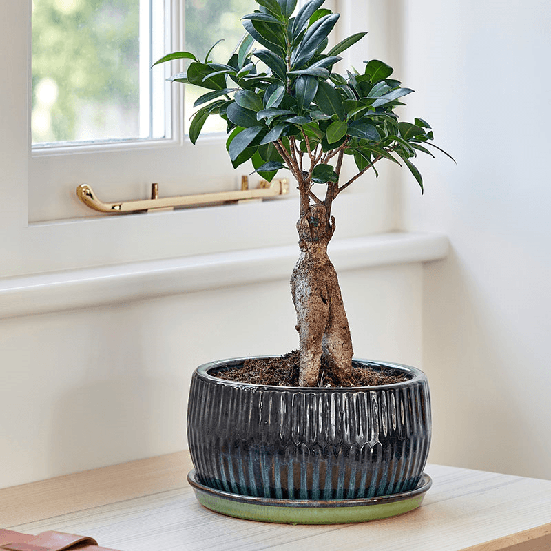 Bonsai Set of 2 Reactive Glaze Planters, Green