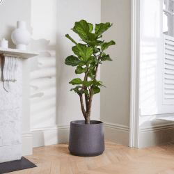 Image showing the Chaz, Fidel and Big Ken large plants and pots set, 21 x 80cm product.