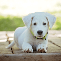 Image showing the Contributions to Puppy Fund £100 product.