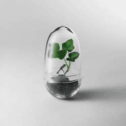 Image showing the Grow Small greenhouse, D8 x H14cm, Clear product.