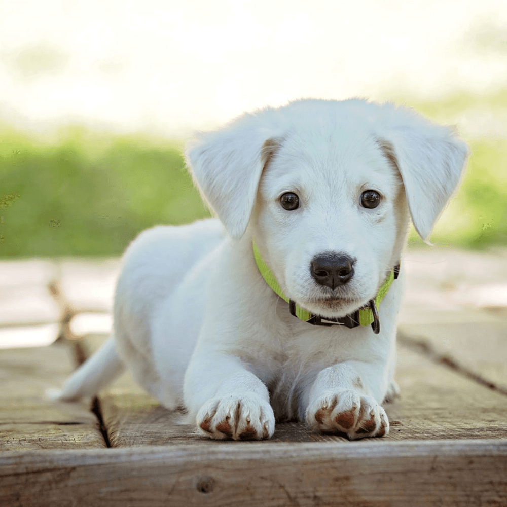 Contributions to Puppy Fund £25