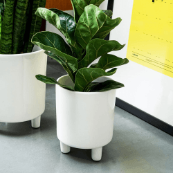 Image showing the Pisa Planter, H16 x W19 x D19cm, White product.