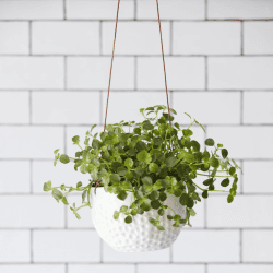 Image showing the Indoor Hanging Pot, Dot Design, White product.