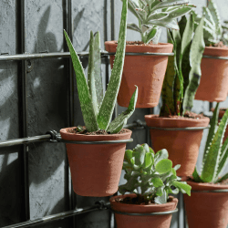Image showing the Jara Wall hung planter, 49 x 86 x 14cm, Terracotta/Black product.