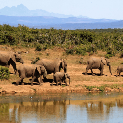 Image showing the Honeymoon Safari Lodge stay £75 product.