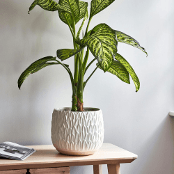 Image showing the Arles Leaf Embossed Planter, D22cm, White product.