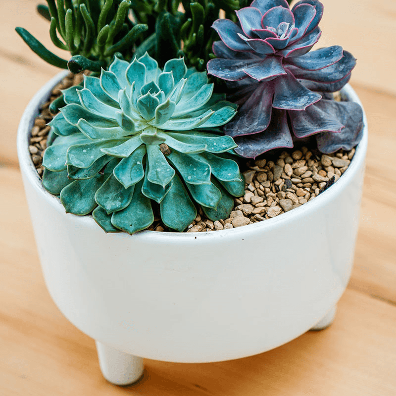 Pisa Bowl planter, H14 x W19 x D19cm, White