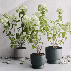 Image showing the RO Flower Pot, D30cm, Green product.