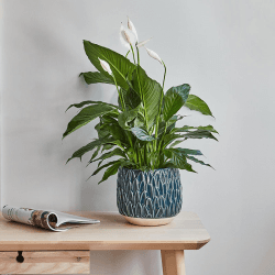 Image showing the Arles Leaf Embossed Planter, D22cm, Blue product.