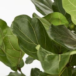 Image showing the Fidel the fiddle-leaf fig tree with charcoal clay pot, 38 x 170cm product.
