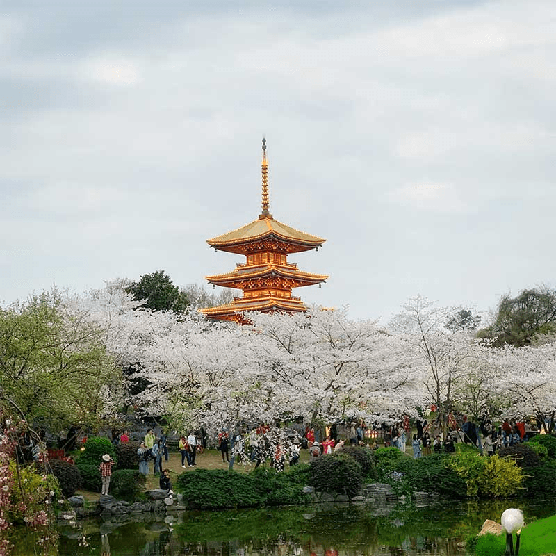 Honeymoon Asia Trip £25