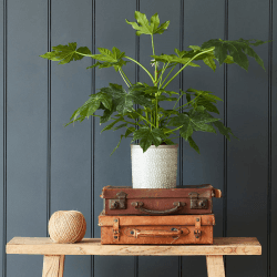 Image showing the Tuscany Indoor Plant Pot, Grey, Grey product.
