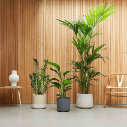 Image showing the £250 Patch Plants Gift Voucher product.