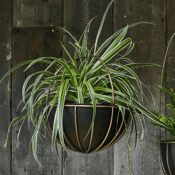 Image showing the Kensington Indoor Hanging Planter, H34 x D30cm, Brass product.